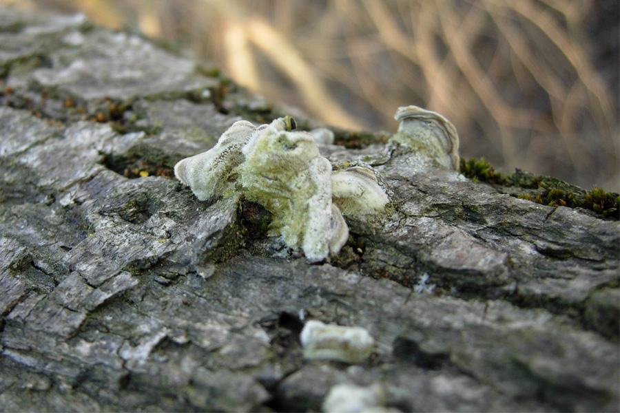 tanti funghi